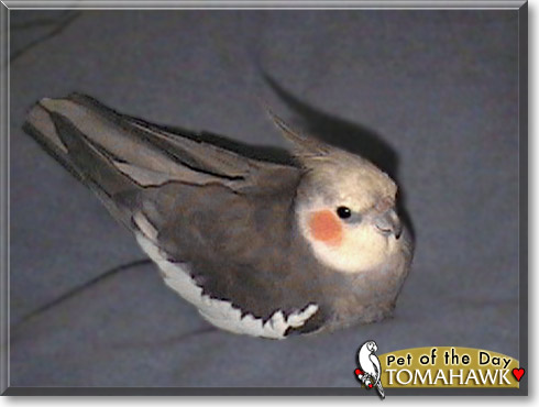 Tomahawk, the Pet of the Day Tomahawk, the Pet of the Day