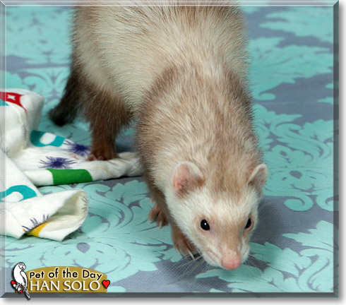 Han Solo, the Pet of the Day Han Solo, the Pet of the Day