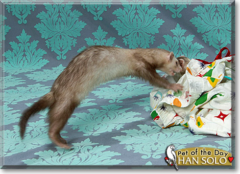 Han Solo, the Pet of the Day Han Solo, the Pet of the Day