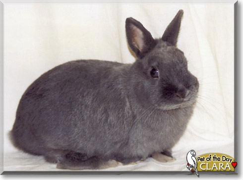 Clara, the Pet of the Day Clara, the Pet of the Day