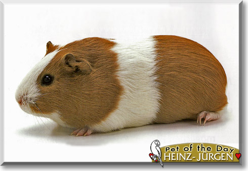 Heinz-Jürgen, the Pet of the Day Heinz-Jürgen, the Pet of the Day
