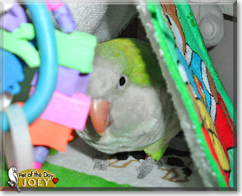 Joey, the Pet of the Day Joey, the Pet of the Day