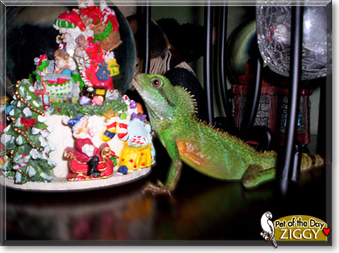 Ziggy, the Pet of the Day