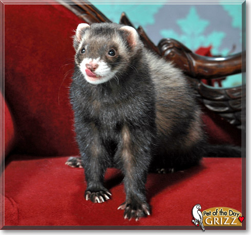 Grizz, the Pet of the Day Grizz, the Pet of the Day