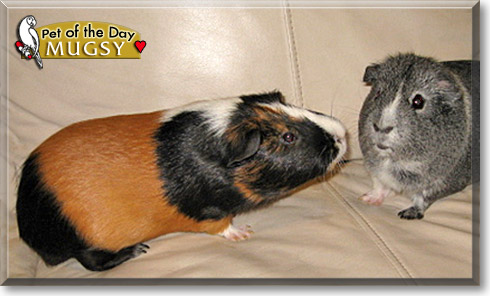 Mugsy, the Pet of the Day Mugsy, the Pet of the Day