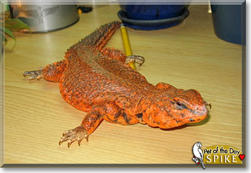Spike, the Pet of the Day
