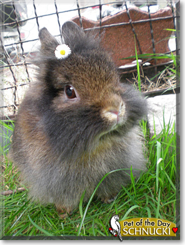 Schnucki, the Pet of the Day Schnucki, the Pet of the Day