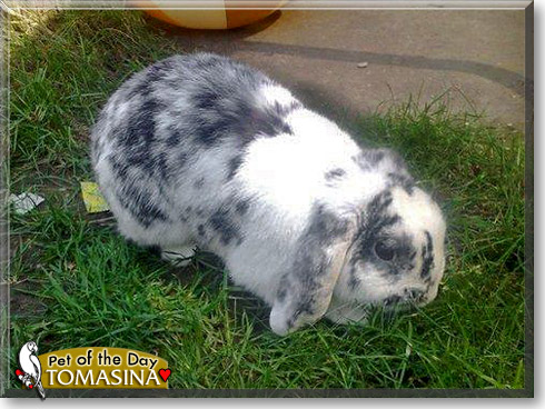 Tomasina, the Pet of the Day Tomasina, the Pet of the Day