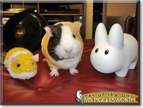 Ms. Pigglesworth, the Pet of the Day Ms. Pigglesworth, the Pet of the Day