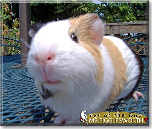 Ms. Pigglesworth, the Pet of the Day Ms. Pigglesworth, the Pet of the Day