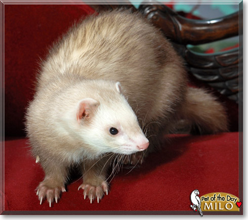 Milo, the Pet of the Day Milo, the Pet of the Day