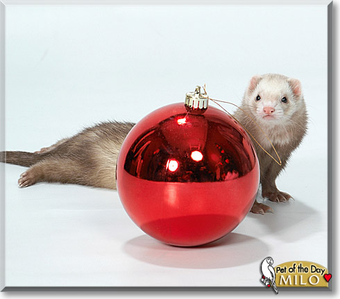 Milo, the Pet of the Day Milo, the Pet of the Day