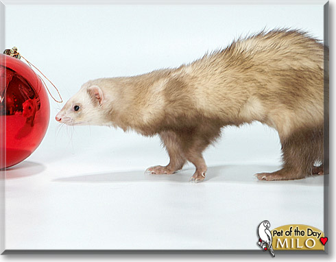 Milo, the Pet of the Day Milo, the Pet of the Day