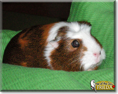Freida, the Pet of the Day Freida, the Pet of the Day