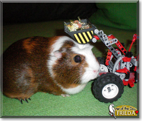 Freida, the Pet of the Day Freida, the Pet of the Day