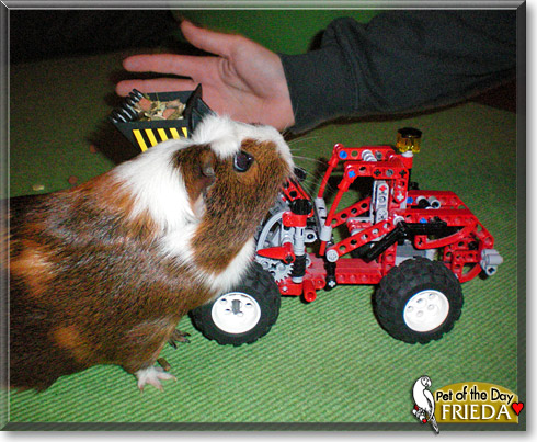 Freida, the Pet of the Day Freida, the Pet of the Day
