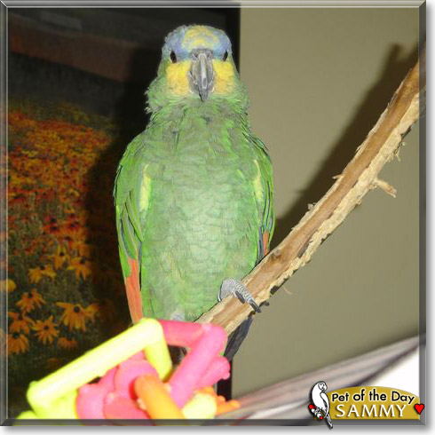 Sammy, the Pet of the Day