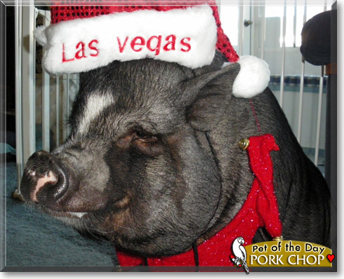Pork Chop, the Pet of the Day