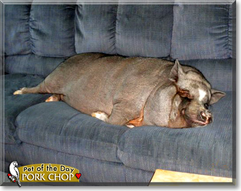 Pork Chop, the Pet of the Day
