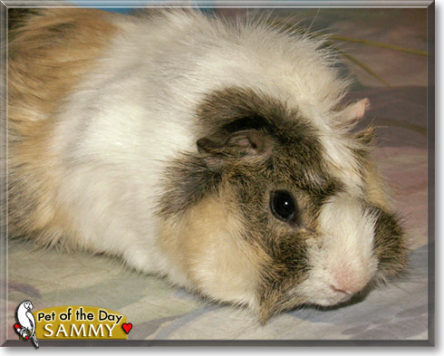 Sammy, the Pet of the Day Sammy, the Pet of the Day
