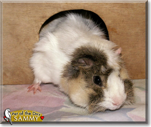 Sammy, the Pet of the Day