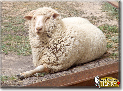Henry, the Pet of the Day Henry, the Pet of the Day