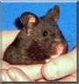 Rascal the Black Bear hamster