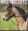 Izzy the Connemara Pony