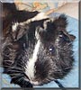 Princess the Abyssinian Guinea Pig