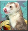 Lupin the Domestic Ferret