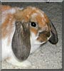 Snickers the Holland Lop Rabbit