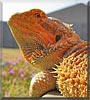 Zoie the Bearded Dragon