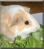 Creamsicle the Guinea Pig
