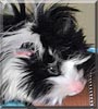 Alejandra the Abyssinian Guinea Pig