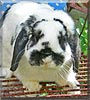 Dasher the Lop Rabbit
