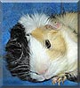 Danny the Guinea Pig