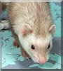 Han Solo the Domestic Ferret