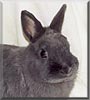 Clara the Dwarf Rabbit