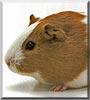 Heinz Jürgen the Guinea Pig