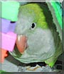 Joey the Quaker Parrot
