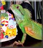 Ziggy the Chinese Water Dragon