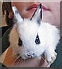 Snoopy the Rabbit