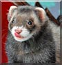 Grizz the Sable Ferret