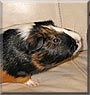 Mugsy the Guinea Pig