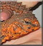 Spike the Red Nigerian Uromastyx