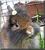 Schnucki the Lionhead Dwarf Rabbit