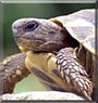 Kosta the Tortoise