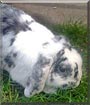 Tomasina the Dwarf Lop Rabbit