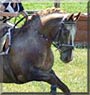 Rohan the Quarter horse, Appaloosa