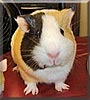 Ms. Pigglesworth the Guinea Pig